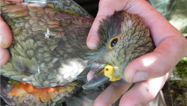 Nový Zéland mění olověné části střech na horských chatách, aby zabránil otravám nestorů kea