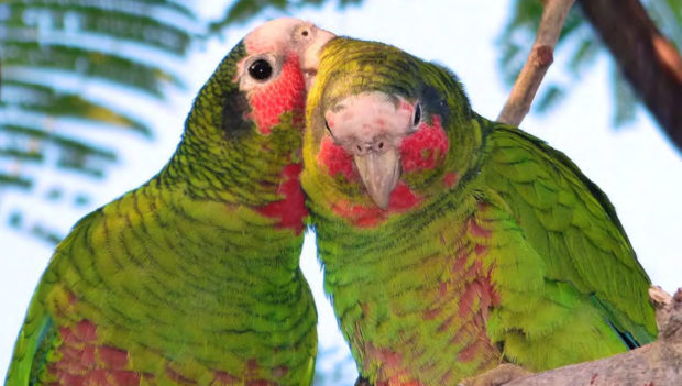 Kajmanským poddruhům amazoňana kubánského hrozí zánik, vláda však odmítá záchranný chov