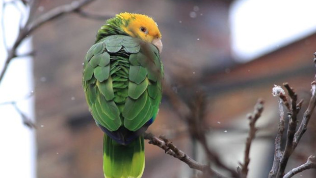 Invaze papoušků do Evropy: ve velkoměstech žije volně už 11 druhů. Kde a které?
