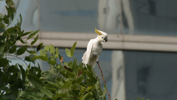 Mohou invazní papoušci zachránit svůj druh, kterému v domovině hrozí vyhubení?