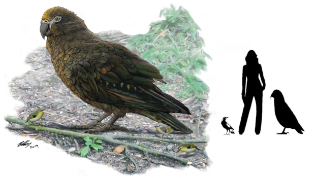 Paleontologové na Novém Zélandu objevili „squawkzillu“, obřího papouška z pravěku