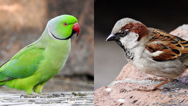 Změna klimatu zasáhla třetinu ptačích druhů v Británii. Vrabce v Londýně nahrazují papoušci