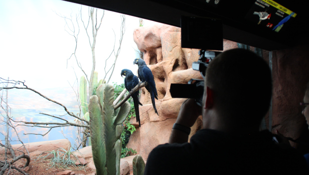 Na návštěvě Rákosova pavilonu, nové expozice vzácných papoušků pražské zoo