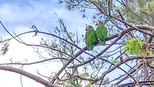 Necelý měsíc po řádění hurikánu Dorian na Bahamách se objevují první amazoňané kubánští