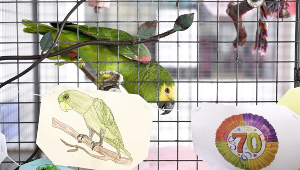 Škola uspořádá narozeninovou party pro svého 70-letého papouška