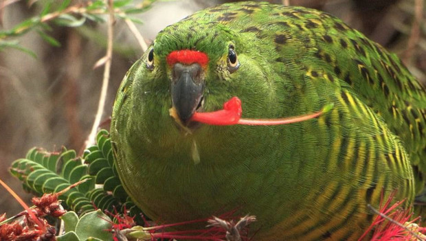 Hledá se papoušek zemní západní. Australský národní park Fitzgerald River čeká důkladná prohlídka