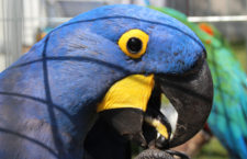 Proč papoušci plýtvají potravou? Podle výzkumu tvoří odpad více než desetinu krmiva
