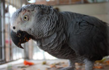 Vánoční zátah na pašeráky v Kamerunu vyšel: úřady zabavily 200 papoušků žako
