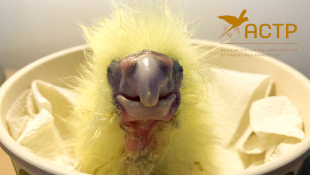 ACTP hlásí první odchov kakadua havraního poddruhu macrorhynchus mimo Austrálii