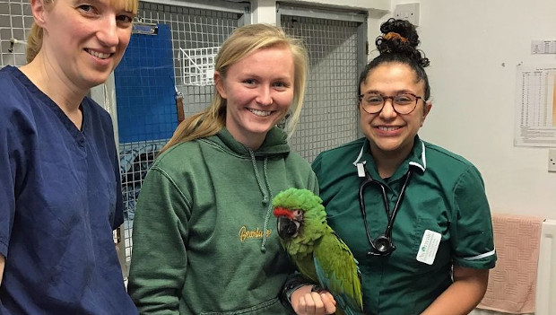 Uprchlý ara vojenský uletěl ze zoo přes 60 kilometrů, než přistál vyčerpaný na rameni cizího člověka