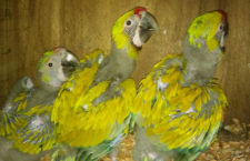 Rekordní hnízdní sezóna arů zelených v kostarickém centru Macaw Recovery Network: 12 mláďat z 25 vajec