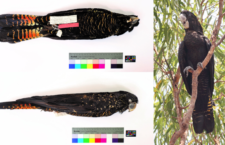 Australští genetici prověřili poddruhy kakadua havraního. Navrhují jeden zrušit a jiný zavést