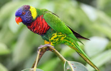 Několik Australanů se nakazilo psitakózou od volně žijících papoušků, hygienici varují před kontaktem s ptáky