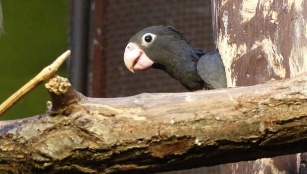 Třetí odchov vazů velkých v brněnské zoo: letos tři mláďata přirozenou cestou pod rodiči
