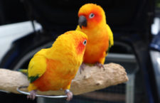 Problémy s rozmnožováním u samců papoušků a jak se dají řešit