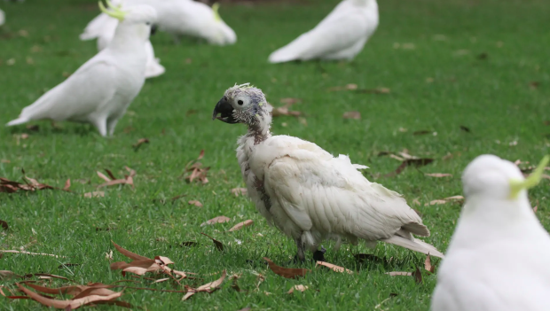 PBFD je mezi divokými papoušky v Austrálii mnohem častější, než se předpokládalo. Hlavně mezi roselami a kakadu