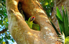 První úplná statistika hnízdění divokých arů zelených z kostarické Punta Islity: z 35 hnízd letos vylétlo 50 mláďat