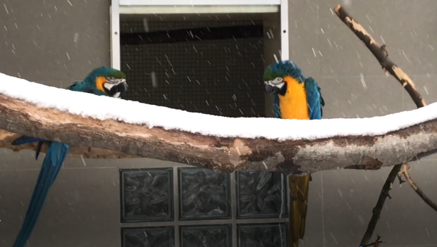 Vytápěný „kriminál“ vs. nedobrovolné otužování až na hranu: a jak zimujete papoušky vy?