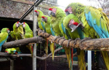Příběhy ohrožených papoušků z Červené knihy IUCN 2020: ara zelený