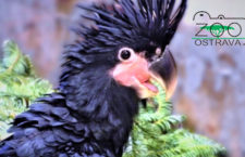 Ostravské zoo se podařilo odchovat kakadua palmového, dokonce pod rodiči
