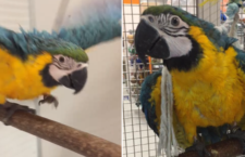 Proč by se neměli zachraňovat zbídačení papoušci ze zverimexů?