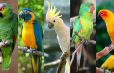 Nemáte doma kriticky ohrožený druh? Pět papoušků, kteří jsou v zajetí běžní, ale v přírodě vymírají