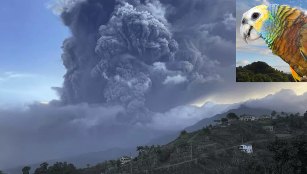 Amazoňany ohnivé na Svatém Vincentu ohrožuje vybuchlá sopka, povrch ostrova pokryl popel