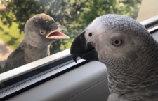 Video novinky ze světa papoušků: kavka zírá na žaka, peja červenolesklý na Fidži a vypouštění arakang v Guatemale