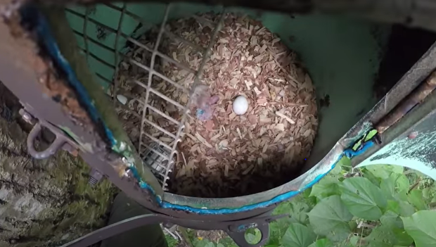 Video novinky ze světa papoušků: jak se zachraňují amazoňané portoričtí, lutino ararauna a z hnízda hyacintů