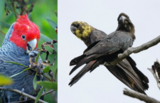 Pětinu populace kakaduů přilbových a hnědohlavých zabily požáry. Vědci je chtějí zařadit mezi ohrožené druhy