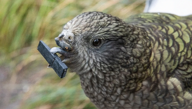 Postižený nestor kea bez horní části zobáku se naučil používat kamínky pro úpravu vlastního peří