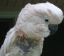 Dobrovolnice se 30 let starala o opuštěné kakaduy. Po její smrti našli útulek plný mrtvých ptáků