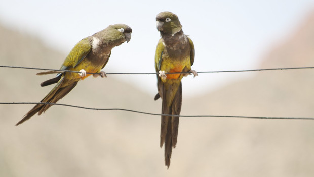 Papoušek patagonský hraje důležitou roli při reprodukci stromů rohovníků, zjistili vědci