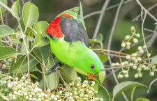 Opilí papoušci červenokřídlí zaměstnávají veterináře v Austrálii. Důvodem je přezrálé mango