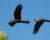 Rekordní let kakadua krátkozobého měřil přes 200 km. Prozradil ho kroužek