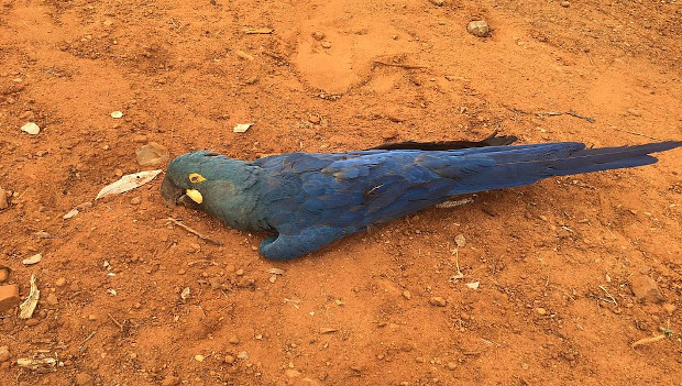 Elektrické dráty zabíjí ary kobaltové v přírodě: za poslední tři roky zahynulo už 31 papoušků