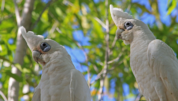 Mimořádně krutý způsob likvidace kakaduů naholících rozděluje australskou veřejnost