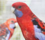 Přehled ptačích burz a výstav pro víkend 22. až 24. července 2022