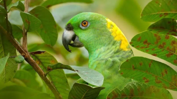 V Kostarice tento týden sčítají amazoňany žlutokrké. Zapojili se i ochránci arů
