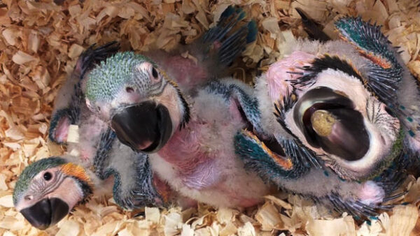 Ptáci „bezzobáci“: přežijí mláďata arů araraun, kterým samice ukousala špičky zobáků?