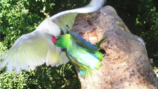 Bitky se zoborožci, sovami a mady: co odhalily fotopasti u dutin kakaduů sumbských