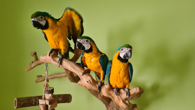„Ptáci bezzobáci“: Jak zabránit, aby mláďatům araraun nepřerůstala dolní čelist zobáku?