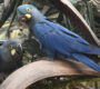 První arové kobaltoví z Loro Parque vyvedli v brazilské přírodě mládě