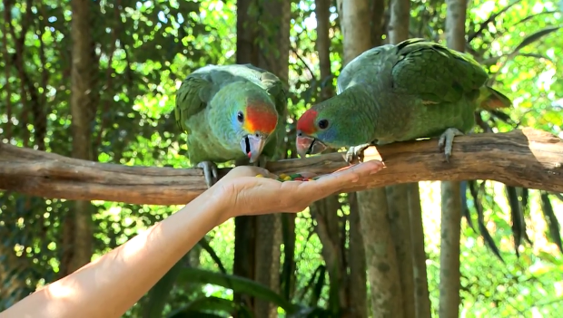 Zachránili je jako holá mláďata. 60 amazoňanů rudookých se po roce vrátí do pralesa
