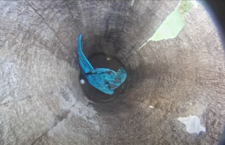 Webová kamera v Miami na Floridě sleduje hnízdo arů araraun v palmě. Můžete se dívat živě