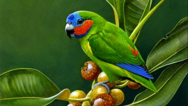 Příběhy ohrožených papoušků z Červené knihy IUCN 2022: loríček žlutoboký perlolící