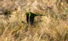 Australané přestěhovali druhou skupinu papoušků zemních západních do tajné rezervace