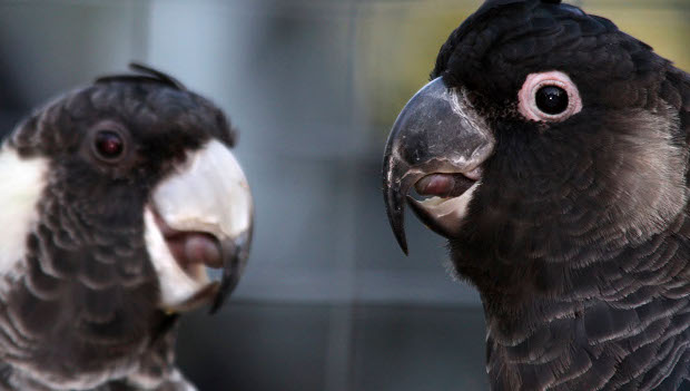 Příběhy ohrožených papoušků z Červené knihy IUCN 2022: kakadu dlouhozobý