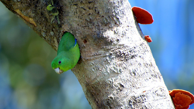 Papouščí mláďata si žvatlají jako malé děti, zjistili vědci. Často jen opakují okolní zvuky