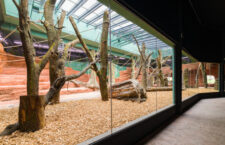 Zoo Praha otevírá veřejnosti nový pavilon goril. Jak to v něm vypadá?